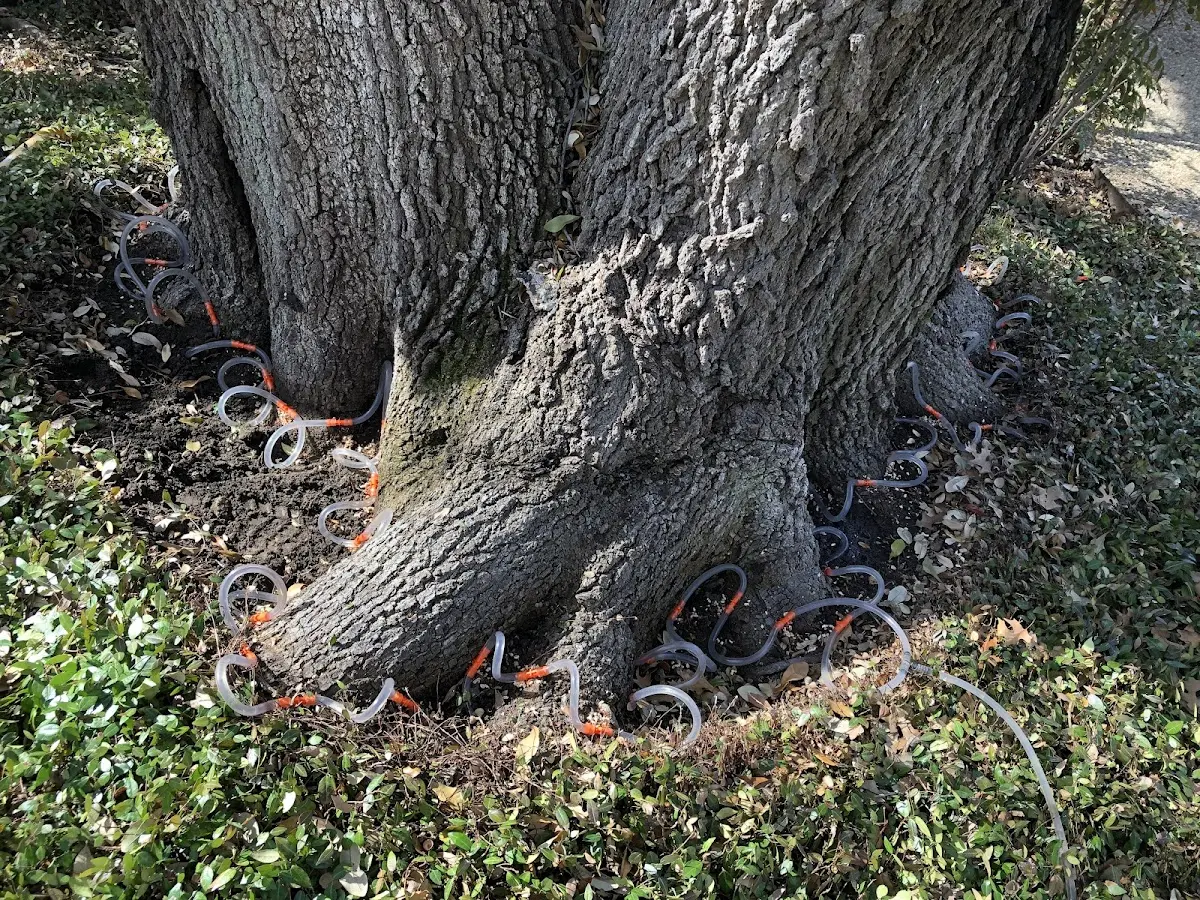 Detailed Tree Cabling and Bracing job site in Islandton
