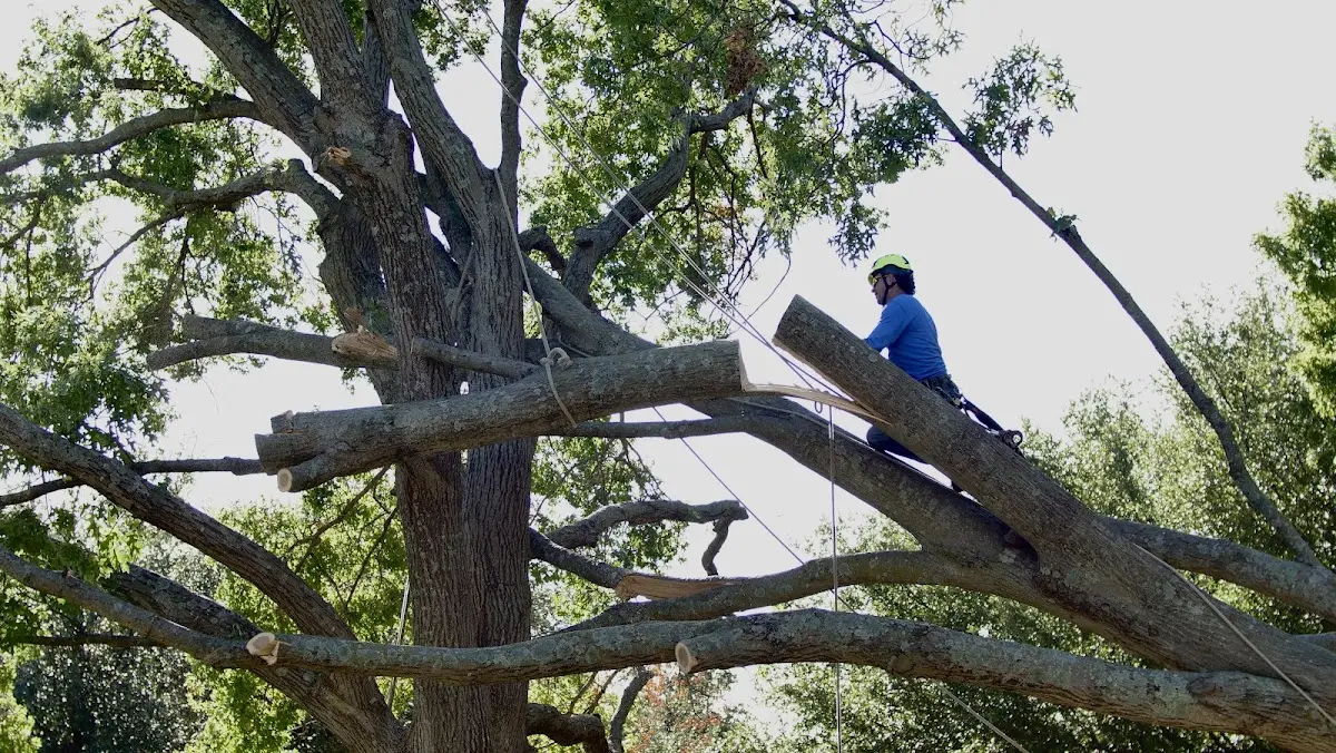 Professional Crown Thinning performed by certified arborists in Islandton