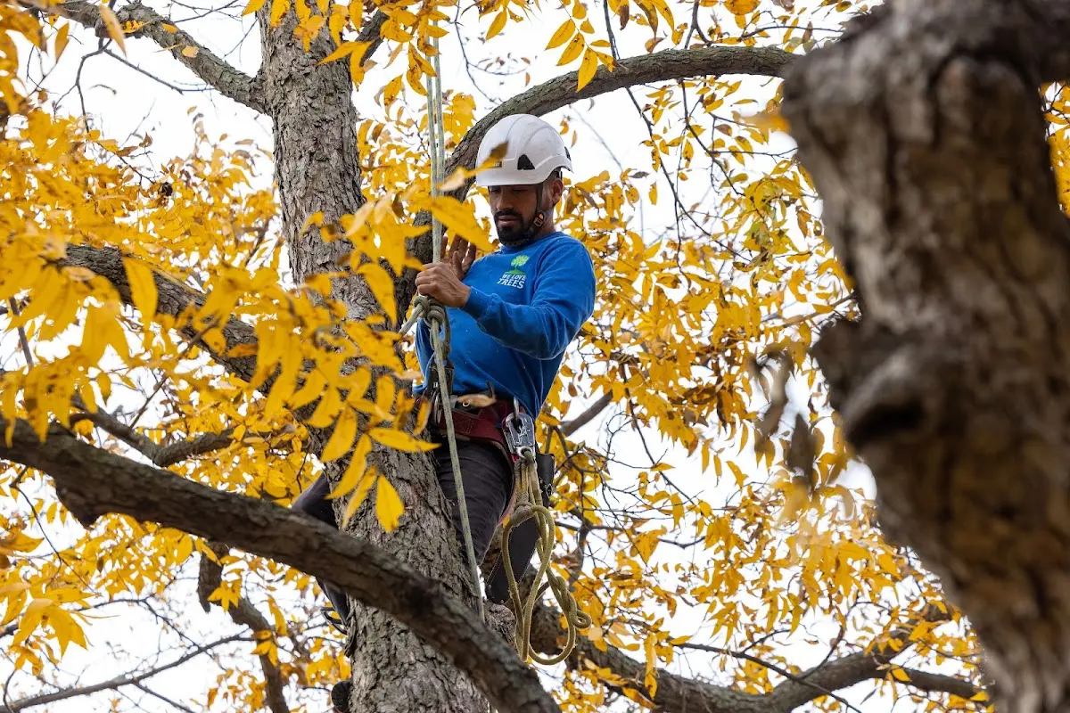 Skilled Tree Trimming crew working in Islandton