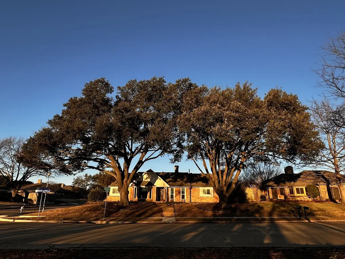 Established residential canopy tree shading a home in Islandton
